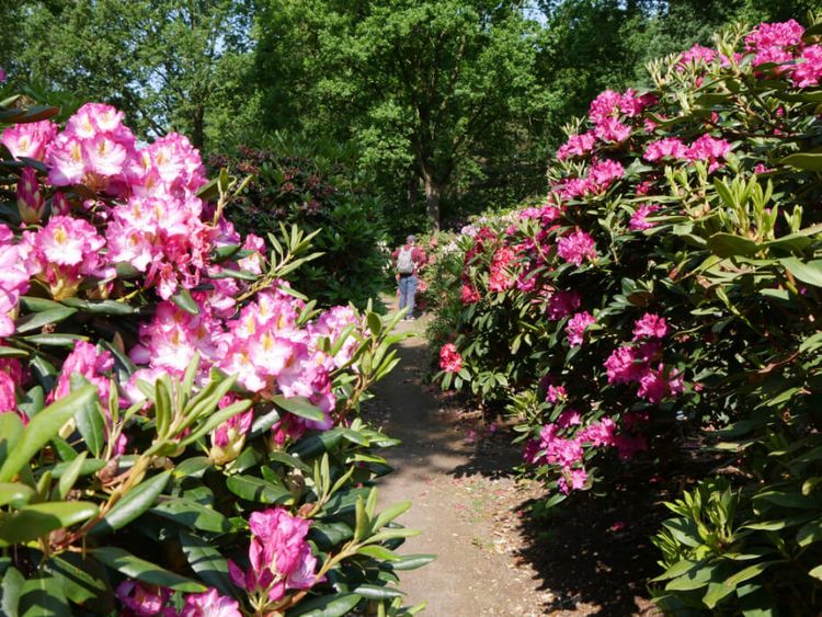 Rhododendronpark in Bremen