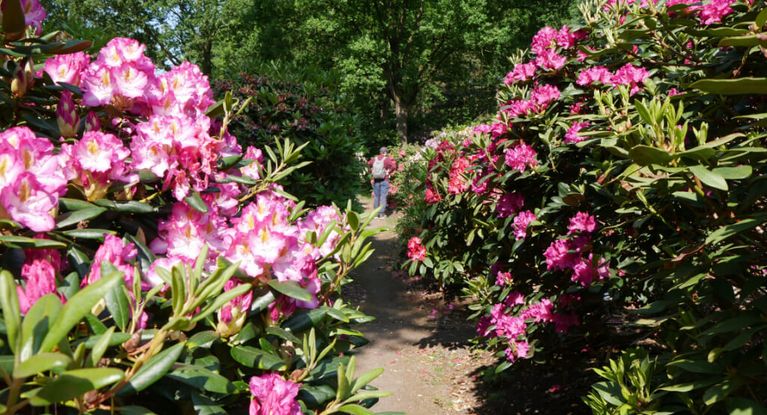 Rhododendronpark in Bremen